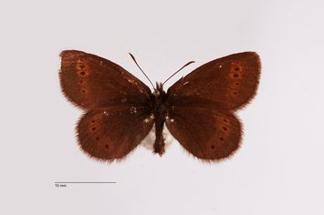 preview Erebia flavofasciata Heyne, 1895